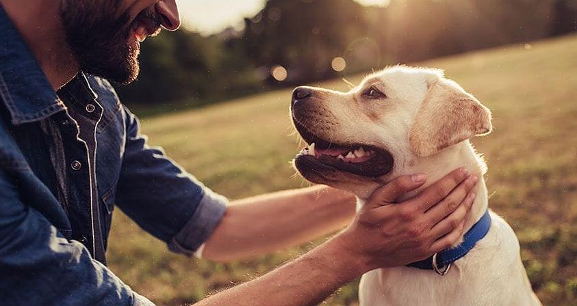 Seus donos sabem muito bem o que seu cão pode precisar para ser feliz