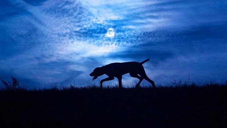 Um cachorro perdido à noite durante o inverno tem uma boa chance de morrer de frio