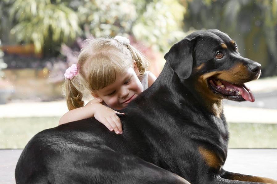 Mesmo um rottweiler treinado para responder bem a crianças pequenas pode ser perigoso