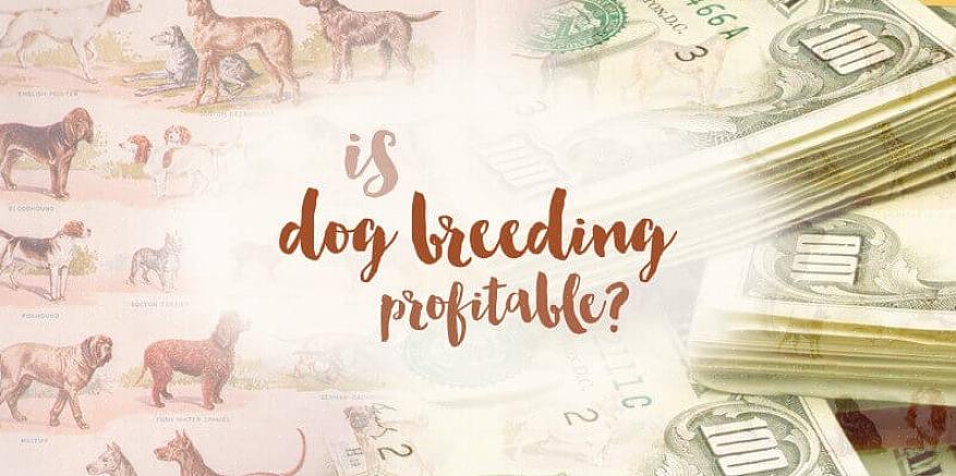 Criar cães também pode ser financeiramente compensador