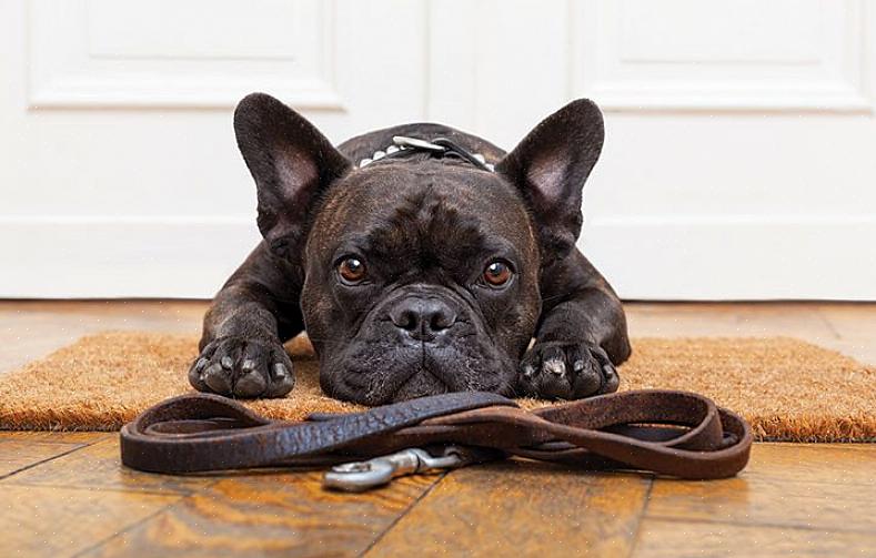 Mantenha seu cão dentro de uma pequena área (talvez em uma caixa ou cercada) dentro da casa