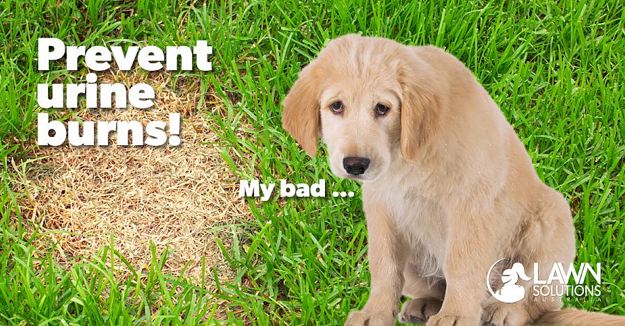 A solução mais simples para evitar que seus cães urinem no gramado ou na grama é colocar uma cerca ao redor