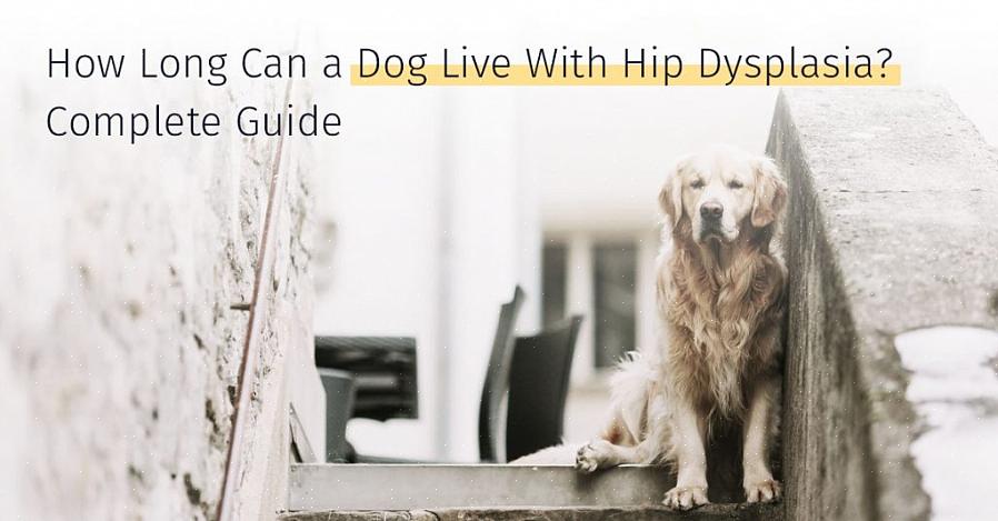 A displasia do quadril em cães é conhecida como uma doença congênita