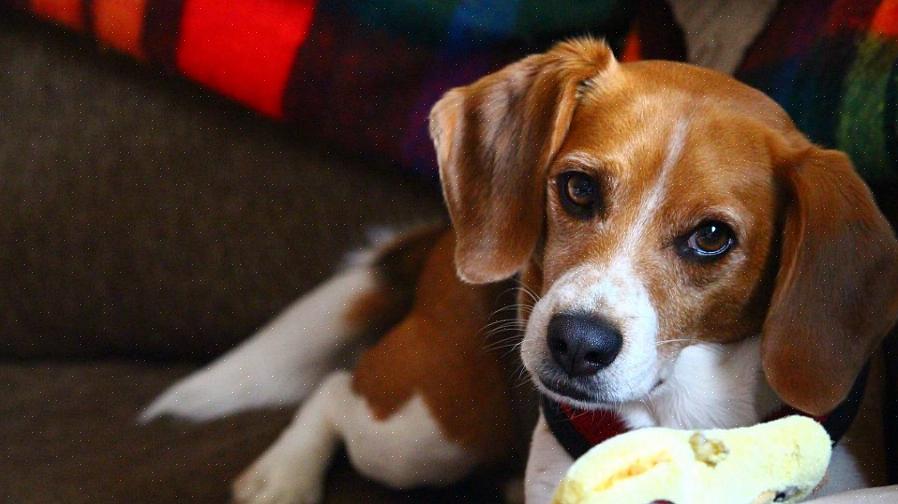 Existem várias maneiras de os donos de cães evitarem que seus cães mastiguem cabos elétricos