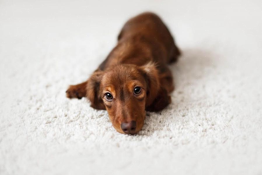 Treinar um filhote de cachorro bassê deve ser feito da maneira correta