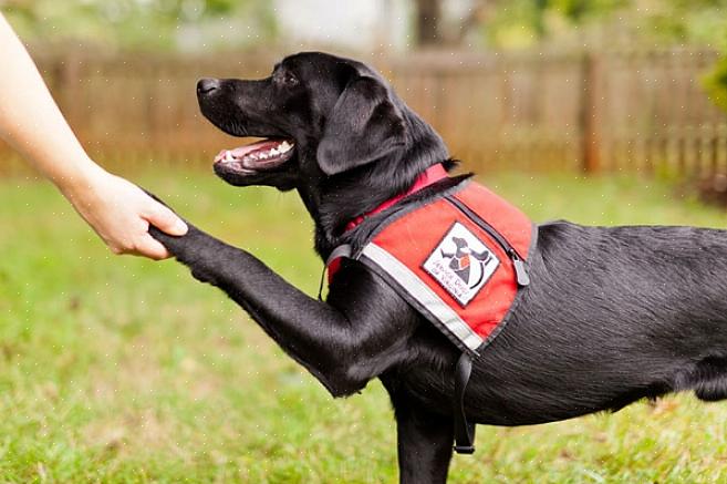 Seu cão de serviço precisa aprender várias habilidades