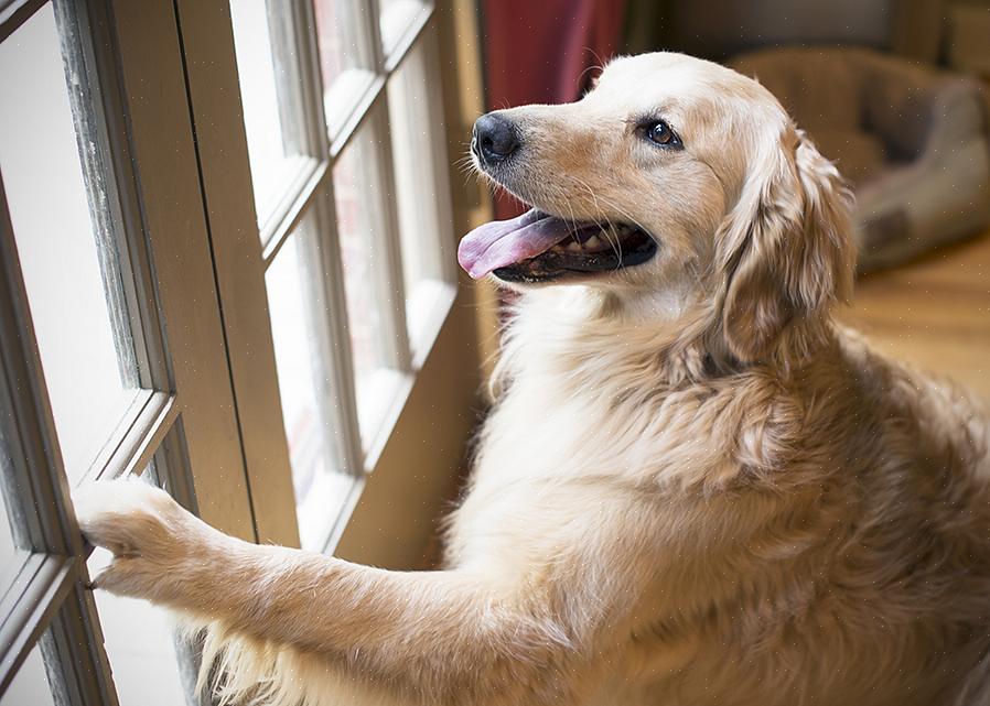 Prepare um monte de guloseimas para cães (certifique-se de que é algo que seu cão adora)