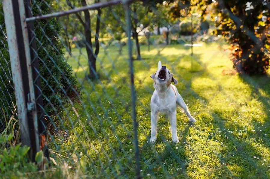 Uma coleira de latido de cachorro é um remédio fácil se você não tem muito tempo para treinar