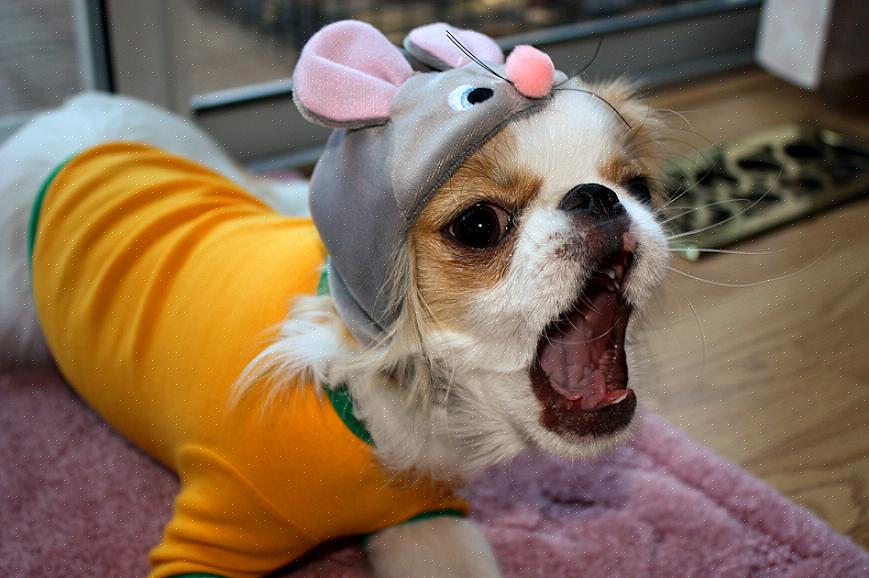 Mas quando um cachorro late ao ser abordado por um estranho