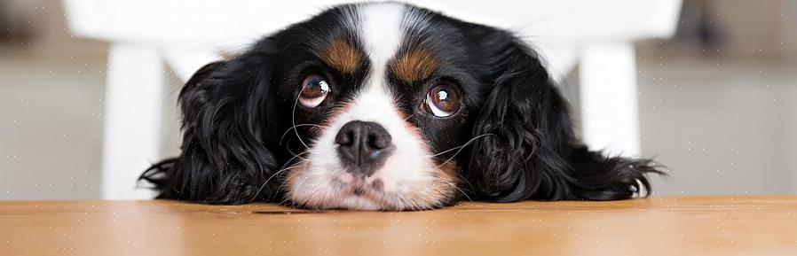 Alimentando o seu cachorro com restos de comida para parar de choramingar