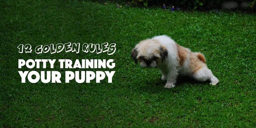 Ensinar seu cão a urinar conforme sua sugestão verbal pode ser de grande ajuda ao tentar ensiná-lo a urinar