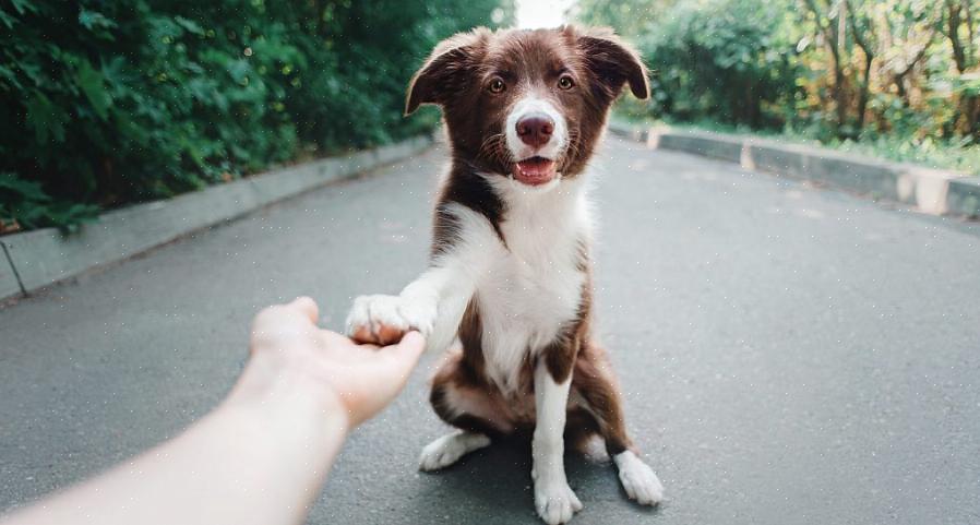 Seu cão deve saber os comandos básicos (sentar