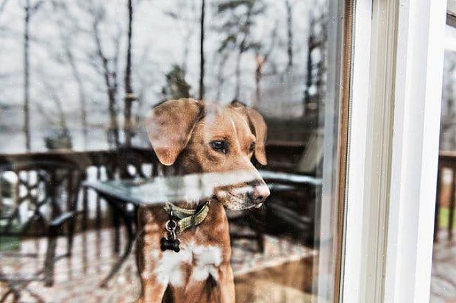 Você pode precisar passar uma tarde com o encantador de seu cachorro para ser mais eficaz