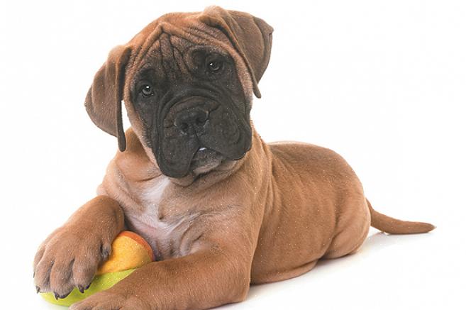 A agilidade está sendo desenvolvida se você começar a treinar seu bullmastiff desde cedo