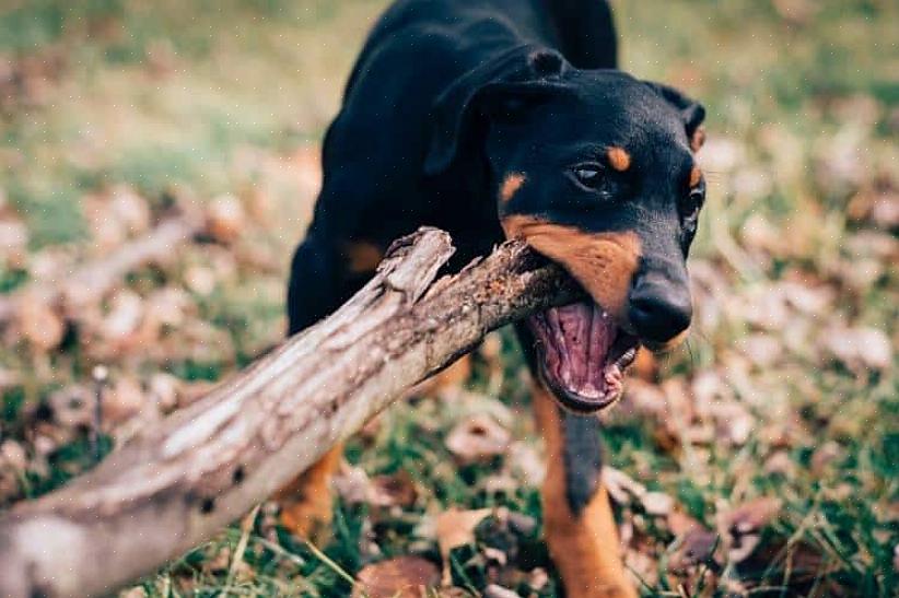 Treinar um Doberman pinscher é diferente de treinar um cão normal