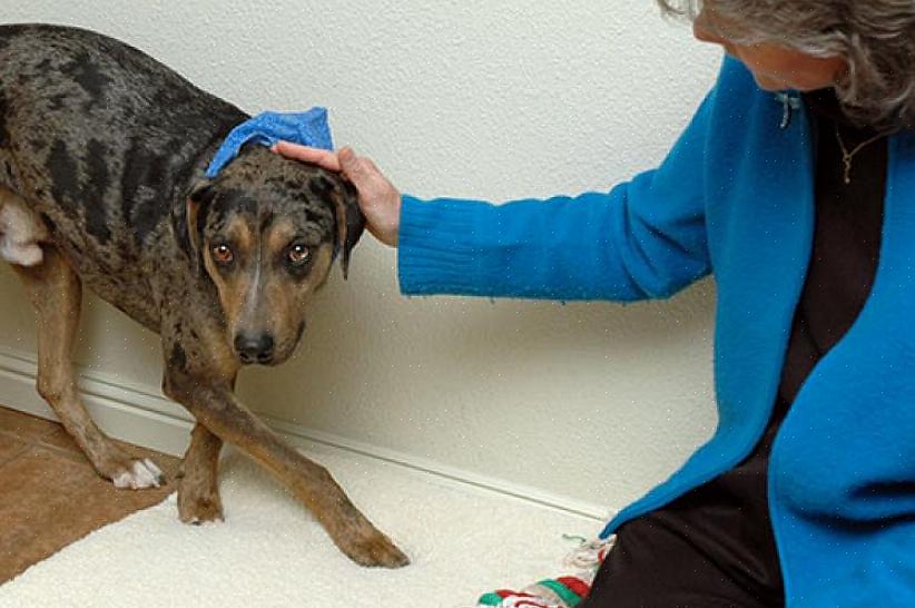 Truques quando se trata de treinar cães nervosos