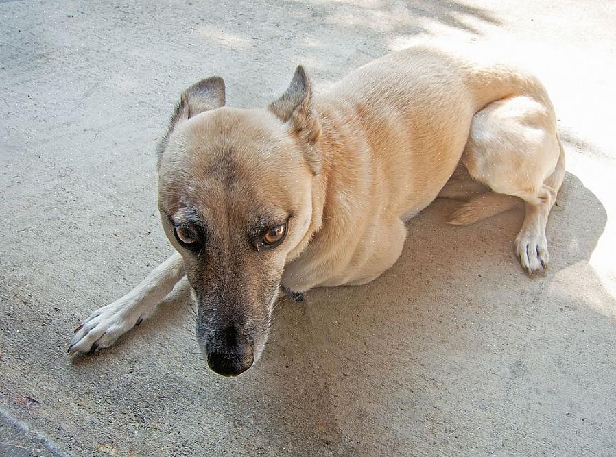 Existem cães hiperativos e também cães tímidos