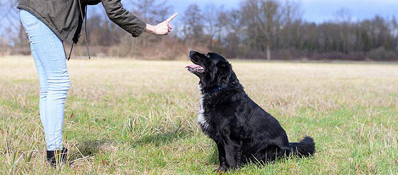 E aprender mais sobre suas recomendações de ração natural para cães