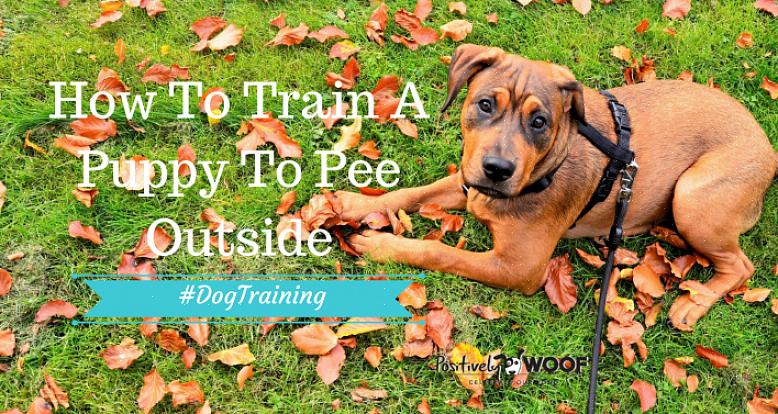 Existem muitas maneiras diferentes de treinar seu cachorro para urinar fora