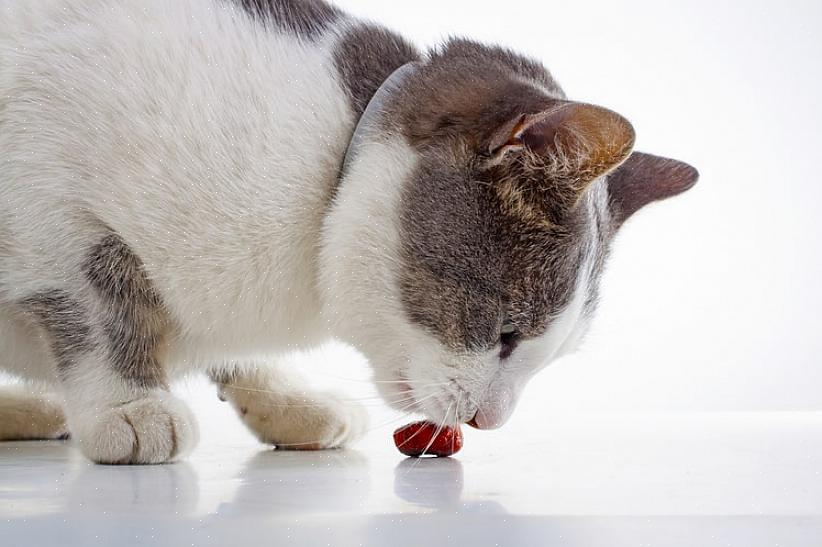 Uma boa mudança para gatos que podem não ser bizarramente apegados ao atum