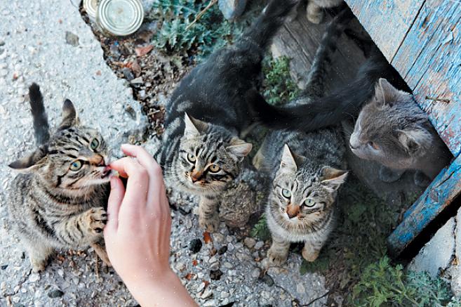 Demonstra sua consideração benigna para com o gato de rua