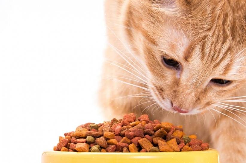 Estas dicas sobre a saúde do gato o ajudarão a escolher a melhor comida para gatos