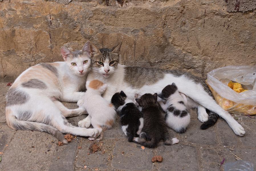 Se você tomou as medidas adequadas para determinar o status do gato de rua