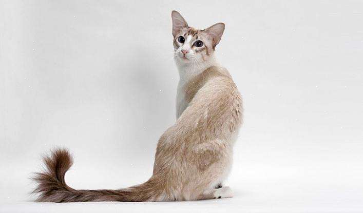 A raça do gato balinês é semelhante ao siamês