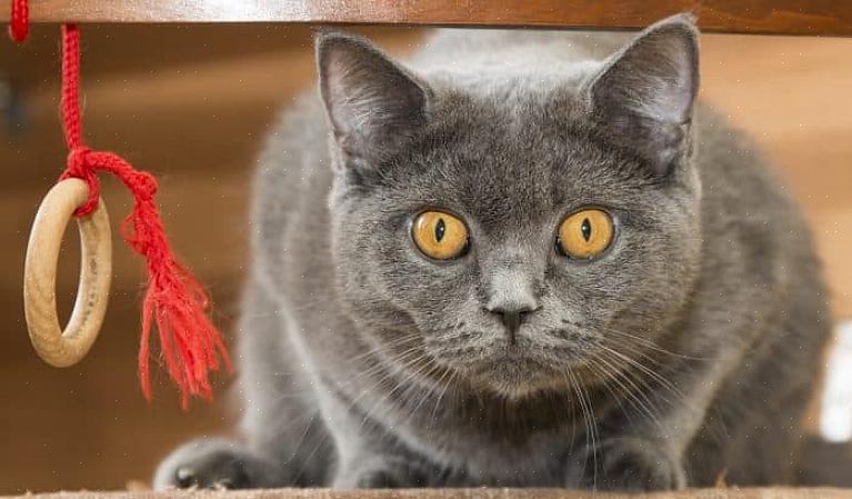 Cor do pelo - esta é uma das maneiras mais fáceis de identificar um gato Chartreux