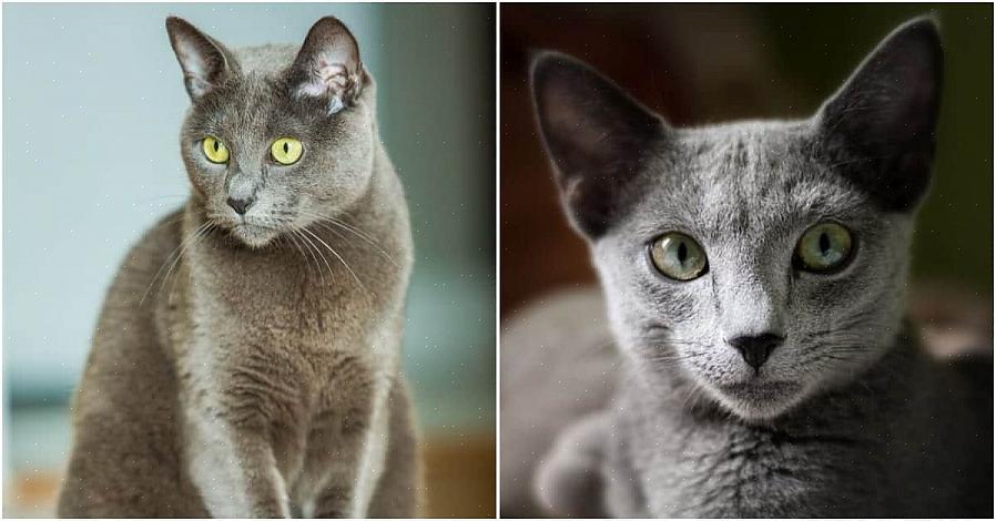 A raça do gato azul russo era originalmente conhecida como o gato arcanjo