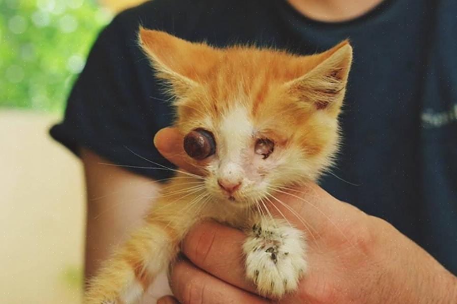 Que os gatos dos abrigos locais são os que mais precisam de adoções