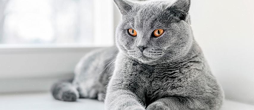 O British Shorthair é muito tranquilo