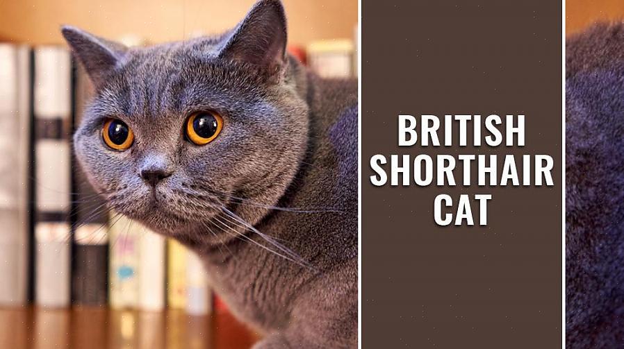 O British Shorthair é uma raça de gatos maravilhosa