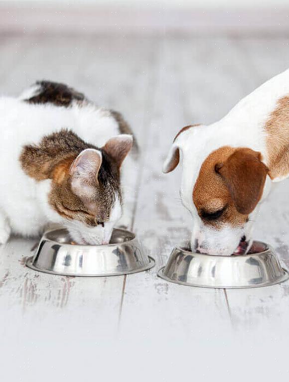 Alimentos para gatinhos não farão nenhum bem para o seu gato de estimação adulto