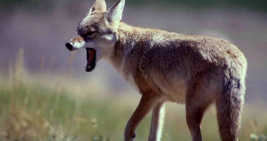 O coiote é bastante conhecido por seu comportamento agressivo