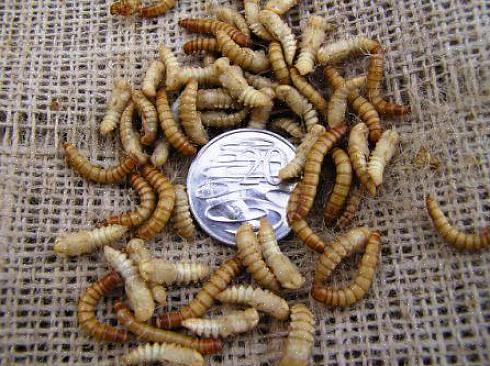 Considere manter larvas de farinha em casa