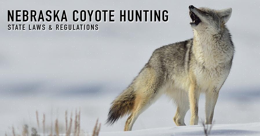 A caça ao coiote agora está sendo regulamentada por diferentes governos estaduais nos Estados Unidos