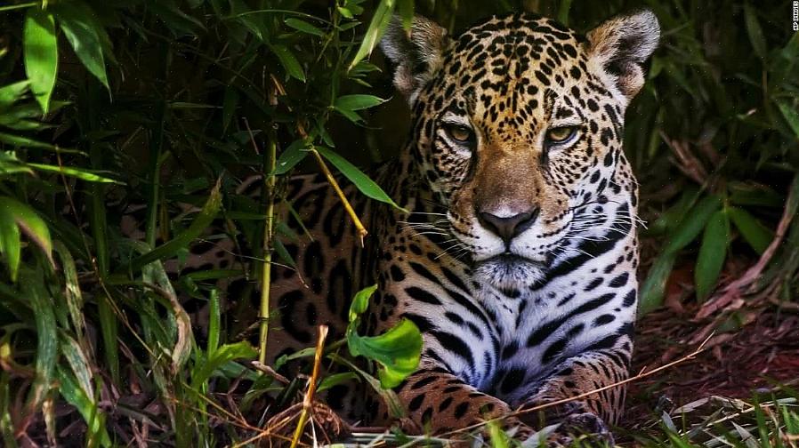 As florestas tropicais são consideradas um refúgio para a maioria das espécies animais