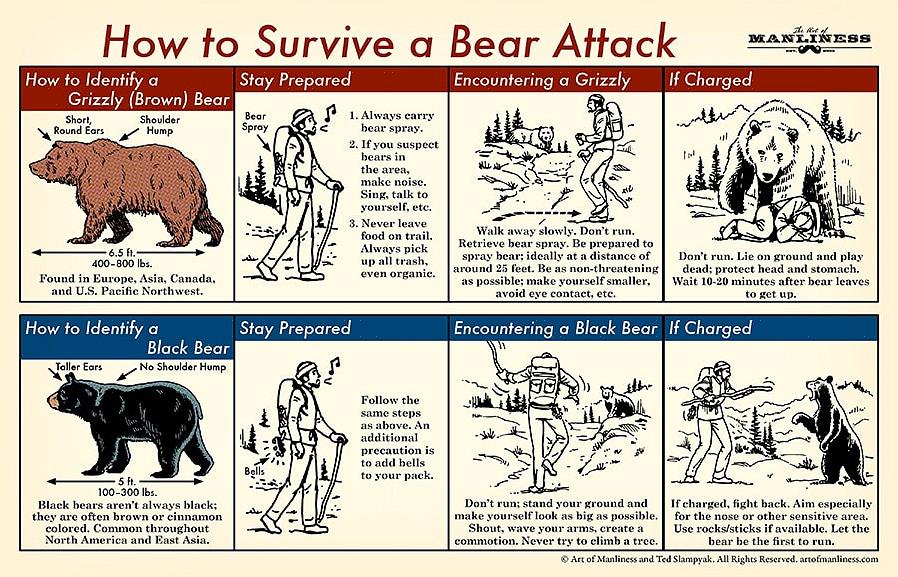 Saiba como evitar colocar um urso preto em qualquer situação