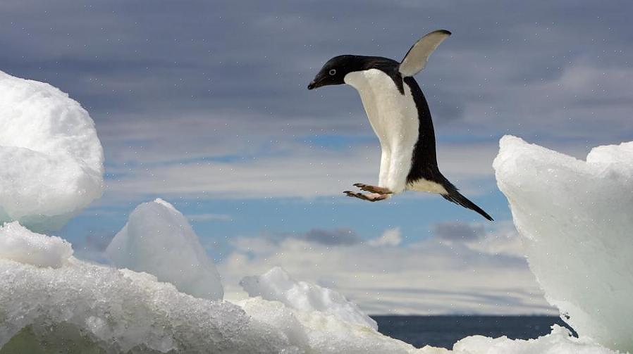 O pinguim bebê não consegue comer até que a pinguim mãe volte depois de pegar a comida