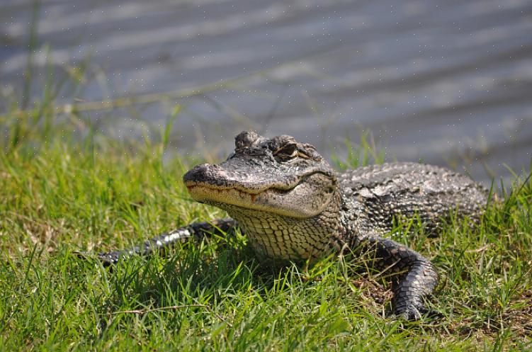 Algum conhecimento sobre a criação de crocodilos