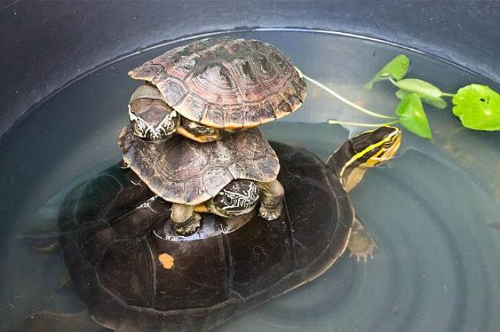 Você também deve incluir animais vivos na dieta regular de sua tartaruga de estimação