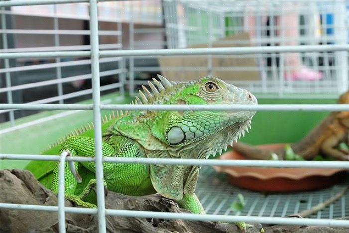 Será muito difícil limpar uma gaiola de iguana com a iguana ainda dentro