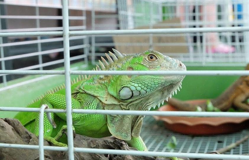 Lembre-se sempre de que a configuração de um terrário para seu iguana de estimação requer muito conhecimento