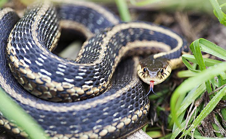 Dizem que as cobras-liga são uma das cobras mais comuns que podem ser encontradas