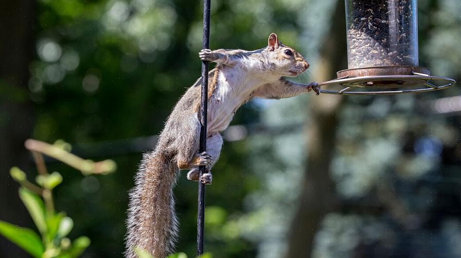 Um método comumente usado para manter os esquilos longe dos comedouros para pássaros é untar a vara