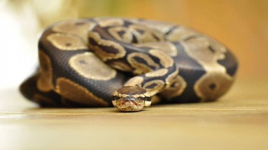 Manter o tanque de sua python ball limpo também é uma maneira de manter uma python saudável