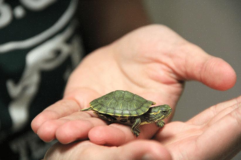 Certifique-se de alimentar seu animal de estimação tartaruga pelo menos três vezes por semana