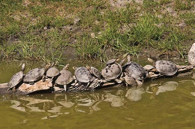 Você também pode alternar a comida da tartaruga entre comida de tartaruga de lojas