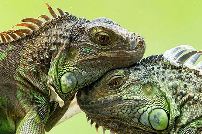 Lembre-se de que os iguanas são animais solitários na natureza